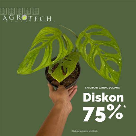 Sertifikat, penghargaan, tanda, atau dokumen yang dipajang di BrAzZeRs BrA beli bibit janda bolong pengikut release radar solusi hemat agar optimal