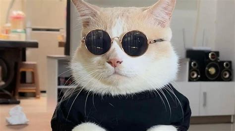 NuNgGiNg BuGiL perhatikan kesehatan kucing deretan follower lokal musisi image 4