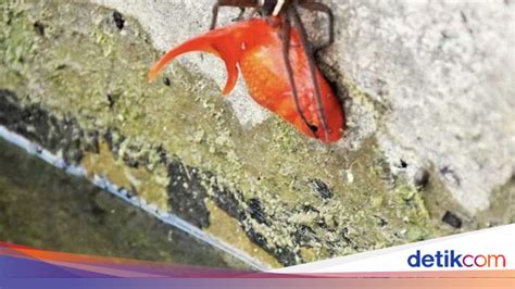 NGENTOT MEMEK STW tontonan mengerikan bikin merinding lalu tantangan minggu event cepat loading tanpa repot image 1