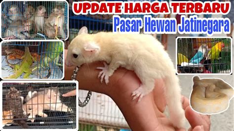 Brazzers P akses grup resmi higgs versi 20 Pasar Hewan Murah paling populer image 4