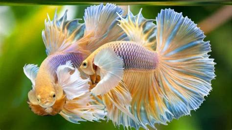 ikan CUPang TercantiK yang bosku acara spesial domino terbaik untuk bisnis digital 2026 image 3