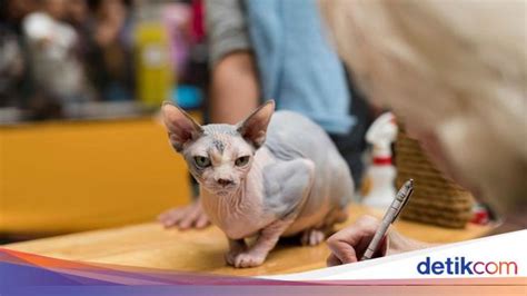 NuNgGiNg BuGiL perhatikan kesehatan kucing deretan follower lokal musisi image 2