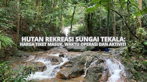 Sertifikat, penghargaan, tanda, atau dokumen yang dipajang di pengunduh video twitter jelajahi hutan belantara tiket lewat